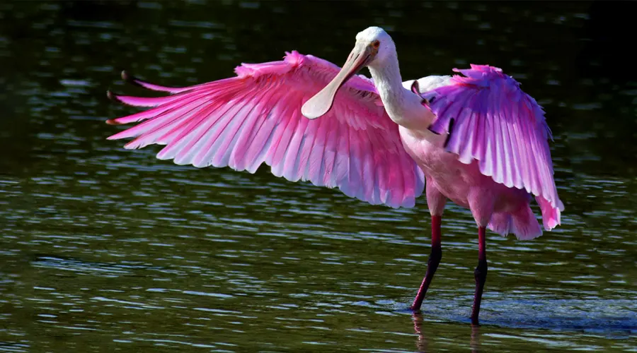 Thol Lake Bird Sanctuary